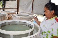 Curso de Aquicultura faz primeira reprodução de tambaqui no Campus Amajari